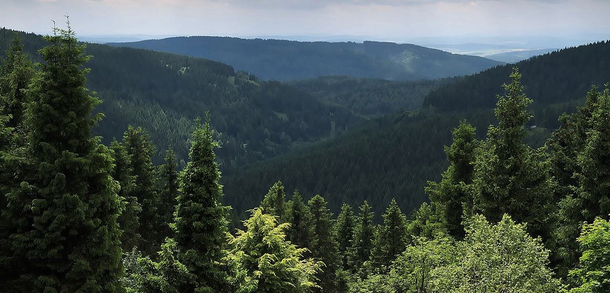 Waldbild (Sommer)